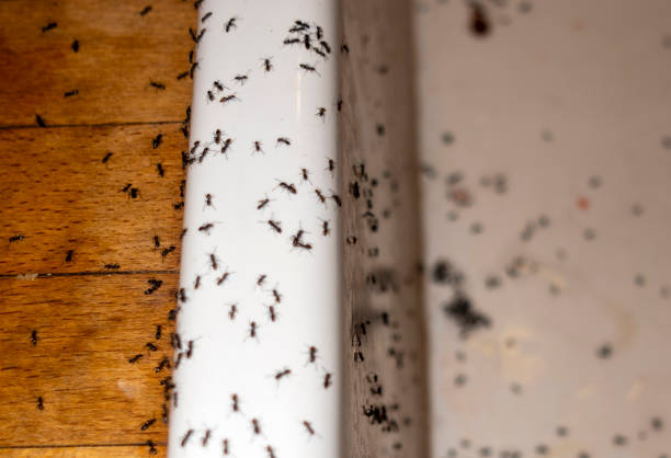 Best Termite Control Services  in Eagleton Village, TN