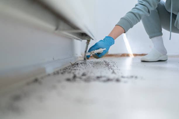 Flea Control Services in Eagleton Village, TN